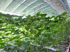 -万源龙顺度假庄园生态观光园