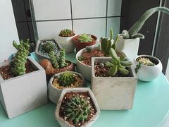 -蜜蜂小象·榴莲千层蛋糕(时代汇11栋店)