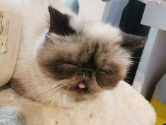 -more than meow吴止猫主题餐厅(承德 中船汇店)