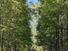-渡海小渔村.老辈日照菜
