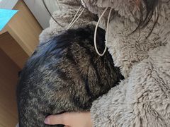 -瑞派·关忠动物医院·猫专科·犬专科(三环新城店)