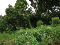 -张坝桂圆林公园