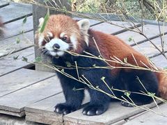 -都江堰中华大熊猫苑