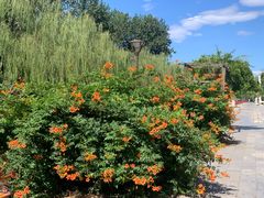 -元大都城垣遗址公园