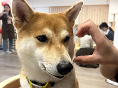 -柴迷FANS CLUB·柴犬狗咖·猫咖