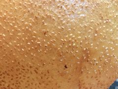 -吴越荣记苏州菜·松鼠桂鱼100%活鱼现做(斜塘老街店)