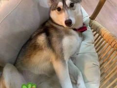 -Husky Go! 哈士奇体验馆·宠物咖啡厅狗咖