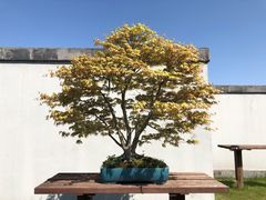 -扬州大运河文化旅游度假区·盆景园