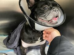 -伟伟宠物医院·CT影像中心·瑞派犬猫综合性门诊(汉口总院)