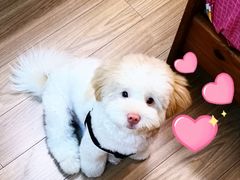 -安安宠医宠物医院·异宠·犬猫内科(岳阳分院)