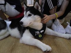 -Husky Go! 哈士奇体验馆·宠物咖啡厅狗咖