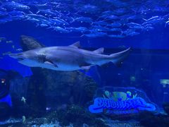 -海合安武汉极地海洋公园