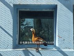 -青藏高原野生动物园