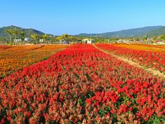-亚龙湾国际玫瑰谷