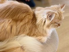 -猫腻·猫咖·撸猫馆(星光大道店)