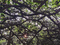 -广西壮族自治区药用植物园