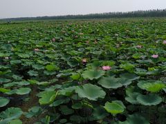 -西青郊野公园