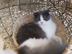 -飞行喵MR PILOT|猫舍·猫咖(静安大融城店)