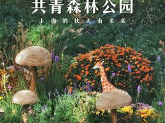 -上海共青森林公园