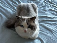 -瑞派·关忠动物医院·猫专科·犬专科(三环新城店)