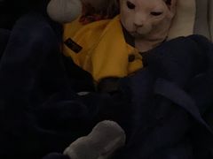 -爱侣宠医·鹦鹉专科·小型哺乳类·异宠专科(灵石路店)