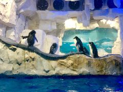 -华夏文旅海洋公园