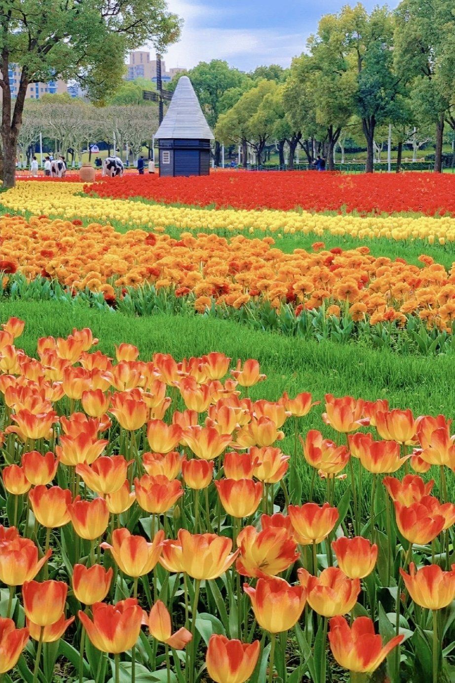 郁金香花海来袭🌷🌷🌷