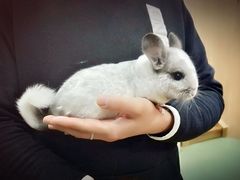-藦茜花园宠物主题亲子互动体验馆(国顺东路店)