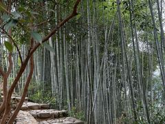 -杨家堂村