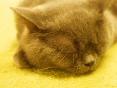 -猫和宫(六道口店)