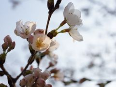 -香雪海