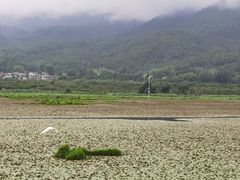 -腾冲北海湿地