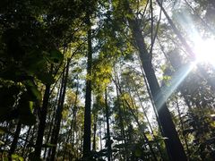 -龙井村