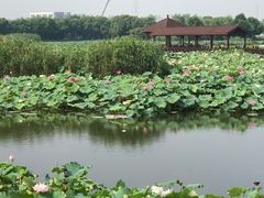 -荷塘月色湿地公园·向阳花洲