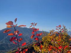 -大岭沟猕猴桃谷风景区