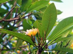 -广东花都湖国家湿地公园
