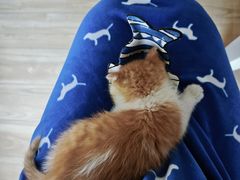 -瑞派·关忠动物医院·猫专科·犬专科(三环新城店)