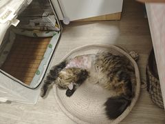 -联合动物医院(光谷诊疗中心)