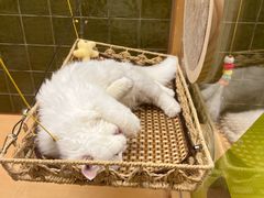 -帕帕拉兹宠物(亚洲旗舰店)