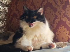 -中农国际动物医院24小时·猫科·骨科·急重症中心