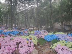 -洛阳白云山景区
