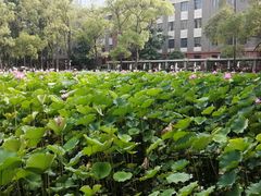 -四川大学(望江校区)