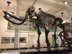 -美国自然历史博物馆