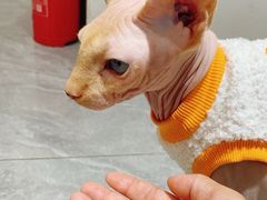 -猫小院猫主题餐厅(南锣旗舰店)