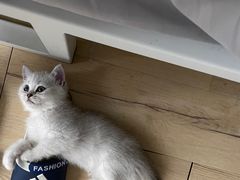 -创凡宠物医院·骨专科  猫科中心(西乡分院)