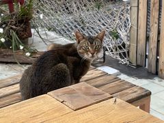 -喵屿·大理花园猫咖