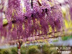 -嘉定紫藤园