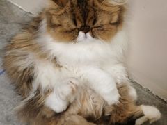 -More Fun猫咖 二十只万元加菲主题
