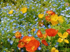 -上海共青森林公园