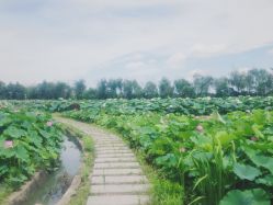 -水八仙生态园